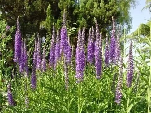 認識植物：這些常見的園林植物你認識嗎？