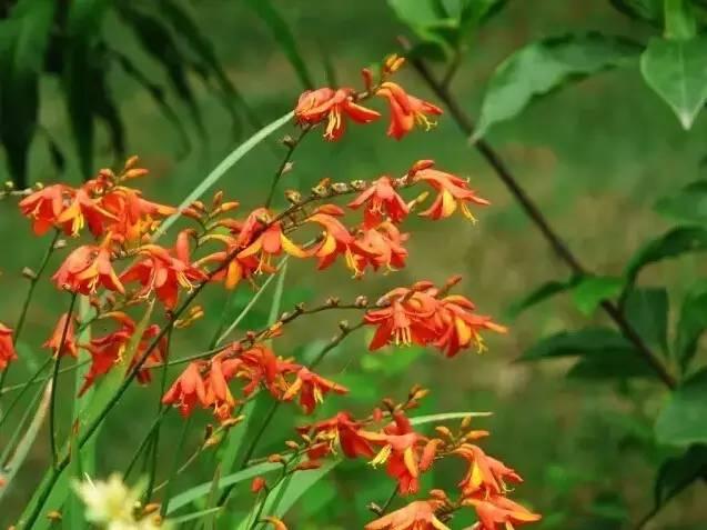 認識植物：這些常見的園林植物你認識嗎？