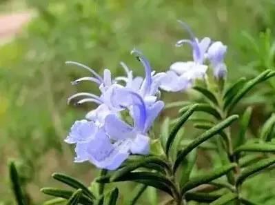認識植物：這些常見的園林植物你認識嗎？
