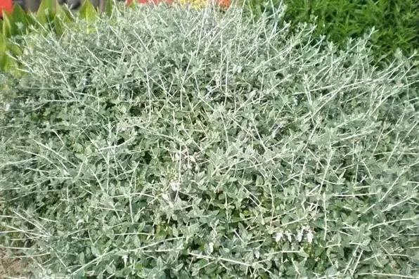 認識植物：這些常見的園林植物你認識嗎？
