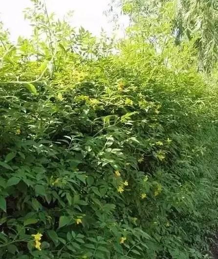 認識植物：這些常見的園林植物你認識嗎？