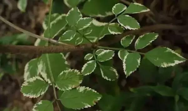 認識植物：這些常見的園林植物你認識嗎？
