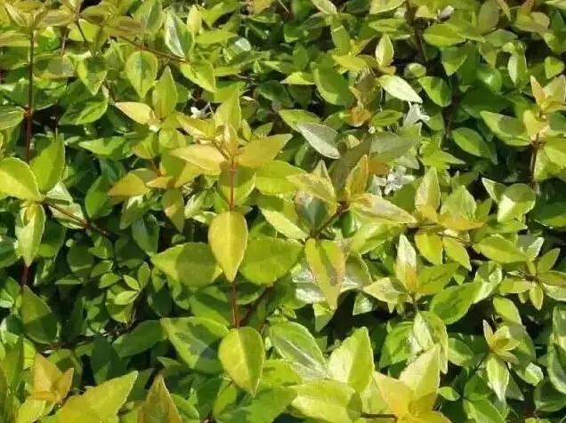 認識植物：這些常見的園林植物你認識嗎？