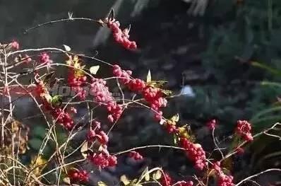 認識植物：這些常見的園林植物你認識嗎？