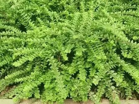 認識植物：這些常見的園林植物你認識嗎？