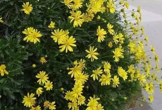 認識植物：這些常見的園林植物你認識嗎？