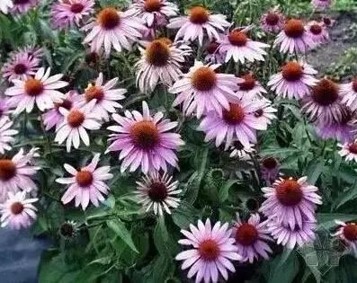 認識植物：這些常見的園林植物你認識嗎？