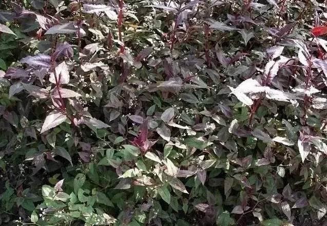 認識植物：這些常見的園林植物你認識嗎？