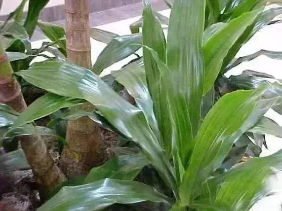 認識植物：這些常見的園林植物你認識嗎？