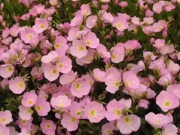 認識植物：這些常見的園林植物你認識嗎？