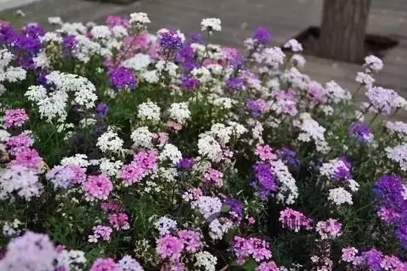 認識植物：這些常見的園林植物你認識嗎？