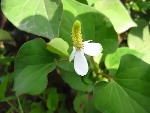 認識植物：這些常見的園林植物你認識嗎？