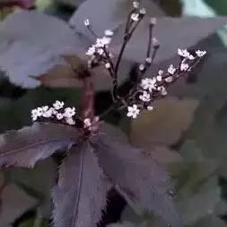 認識植物：這些常見的園林植物你認識嗎？