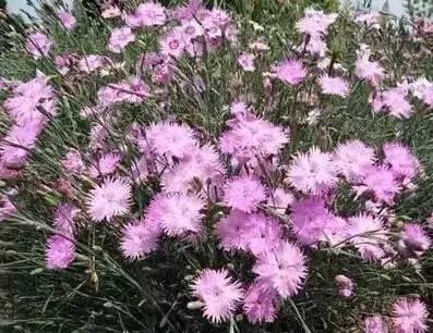 認識植物：這些常見的園林植物你認識嗎？