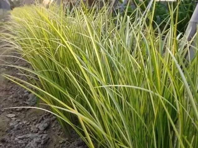認識植物：這些常見的園林植物你認識嗎？