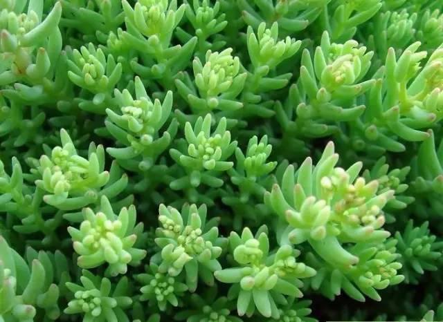 認識植物：這些常見的園林植物你認識嗎？