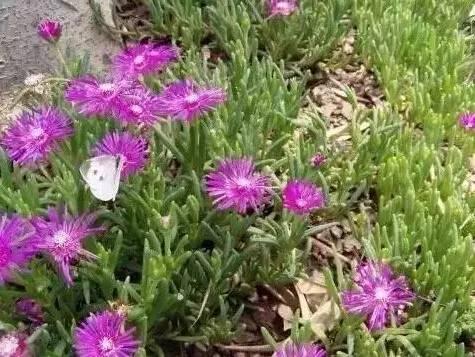 認識植物：這些常見的園林植物你認識嗎？
