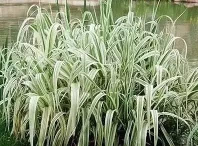 認識植物：這些常見的園林植物你認識嗎？