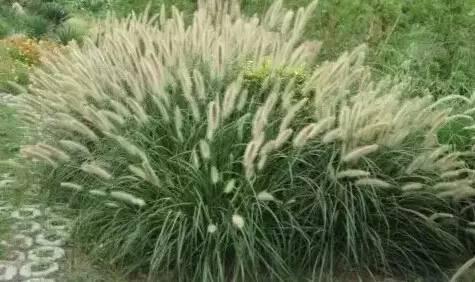 認識植物：這些常見的園林植物你認識嗎？