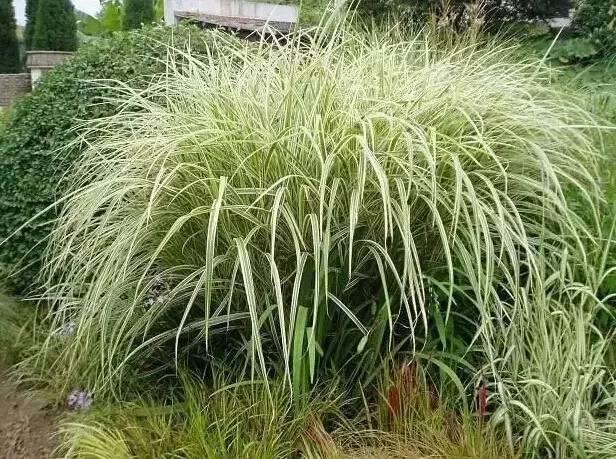 認識植物：這些常見的園林植物你認識嗎？