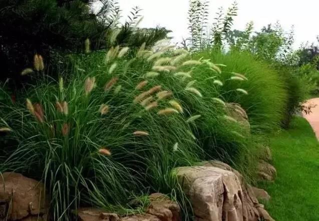 認識植物：這些常見的園林植物你認識嗎？