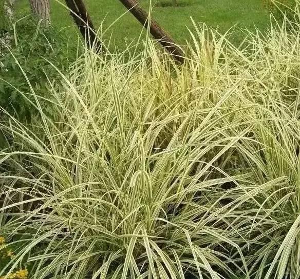 認識植物：這些常見的園林植物你認識嗎？