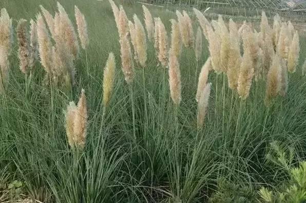 認識植物：這些常見的園林植物你認識嗎？