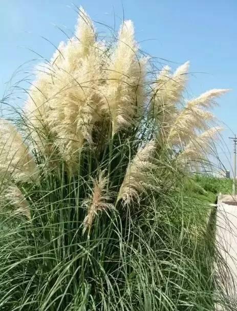 認識植物：這些常見的園林植物你認識嗎？
