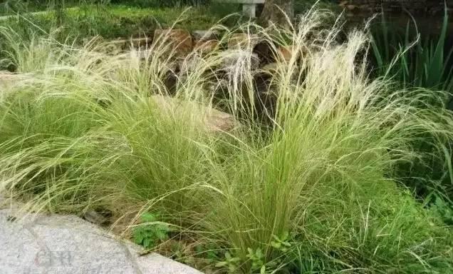 認識植物：這些常見的園林植物你認識嗎？