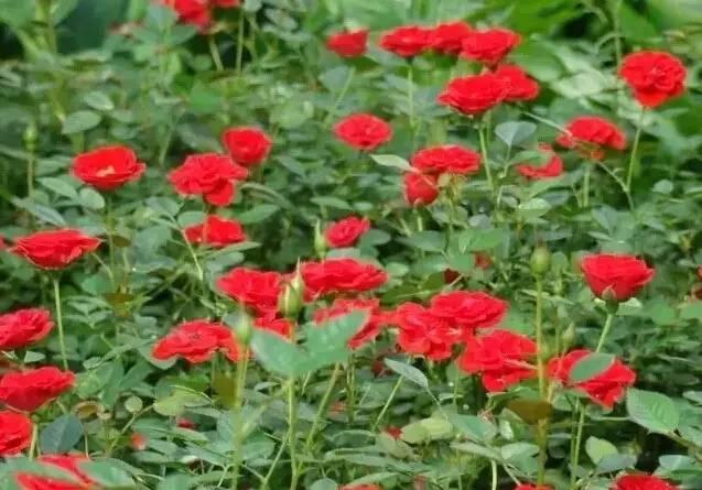 認識植物：這些常見的園林植物你認識嗎？