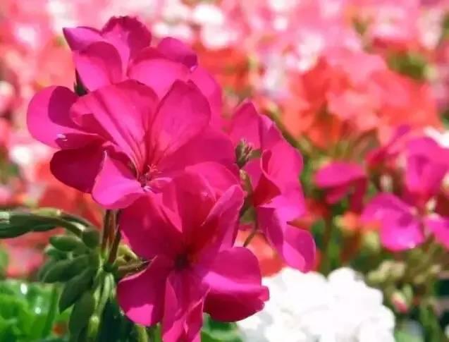 認識植物：這些常見的園林植物你認識嗎？