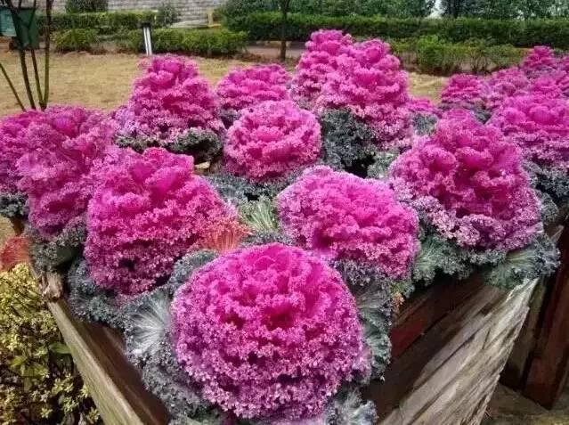 認識植物：這些常見的園林植物你認識嗎？