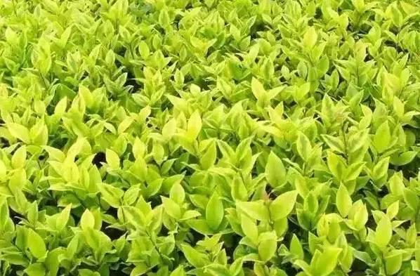 認識植物：這些常見的園林植物你認識嗎？