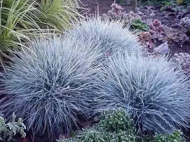 認識植物：這些常見的園林植物你認識嗎？