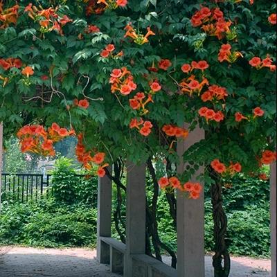 八種陽(yáng)臺(tái)樓頂經(jīng)常使用的攀援植物
