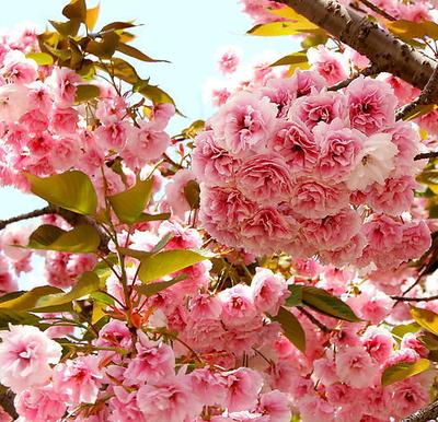 八種陽(yáng)臺(tái)樓頂經(jīng)常使用的攀援植物