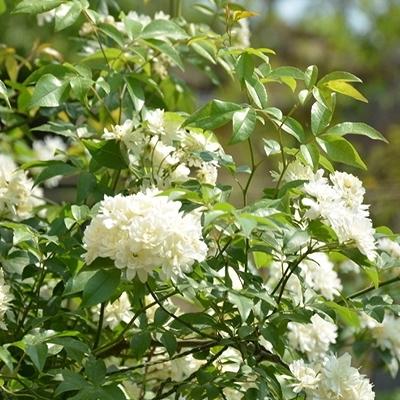 八種陽(yáng)臺(tái)樓頂經(jīng)常使用的攀援植物