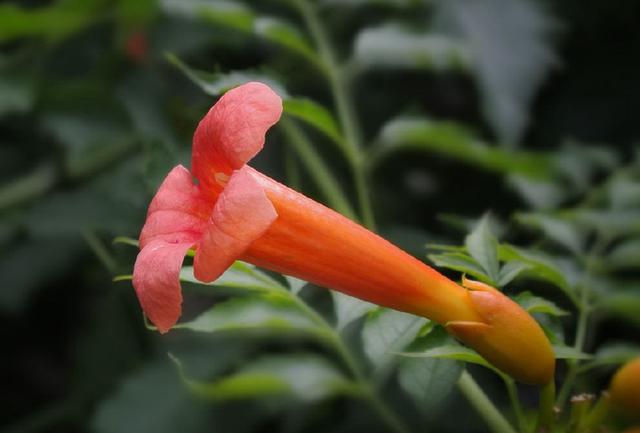 厚萼凌霄：美麗的攀援植物