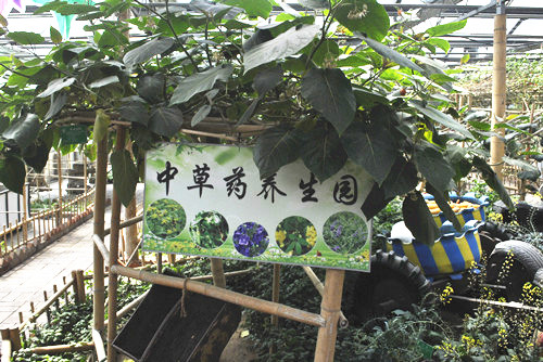 中國風景園林網考察世界花卉大觀園