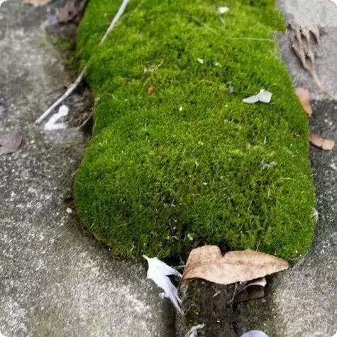 自己動手制作玻璃植物景觀