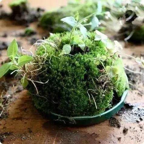 自己動手制作玻璃植物景觀