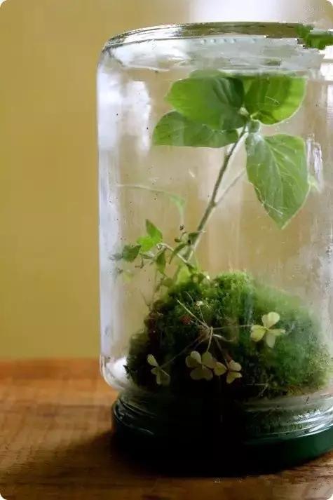 自己動手制作玻璃植物景觀