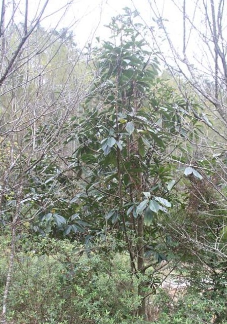 科學(xué)家首次全面統(tǒng)計(jì)出全世界樹木的種類