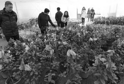 苗木價(jià)格大跳水 安徽企業(yè)組團(tuán)來(lái)吆喝