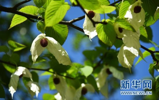 湖南：“植物大熊貓”珙桐花開花