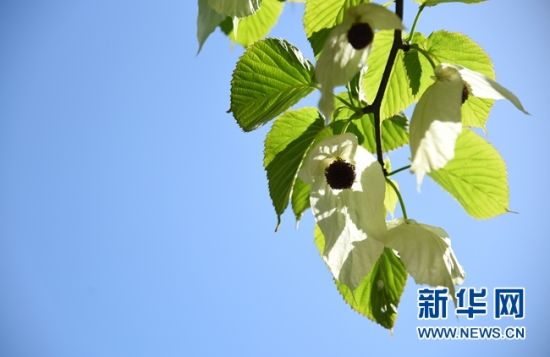 湖南：“植物大熊貓”珙桐花開花