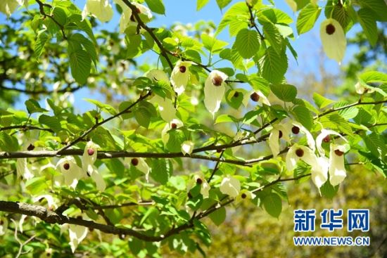 湖南：“植物大熊貓”珙桐花開花