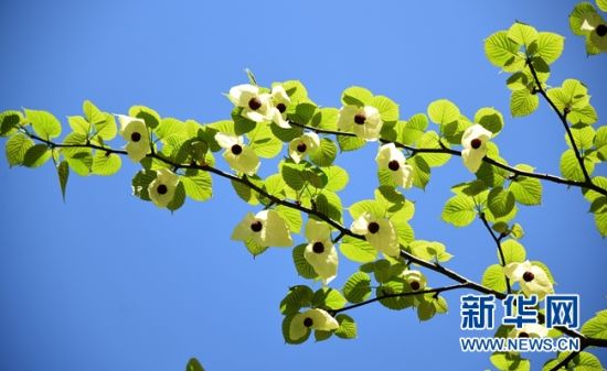 湖南：“植物大熊貓”珙桐花開花