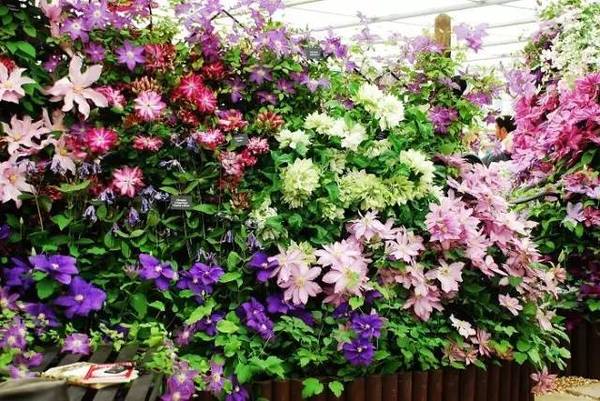 無(wú)錫這些秘密的私家花園