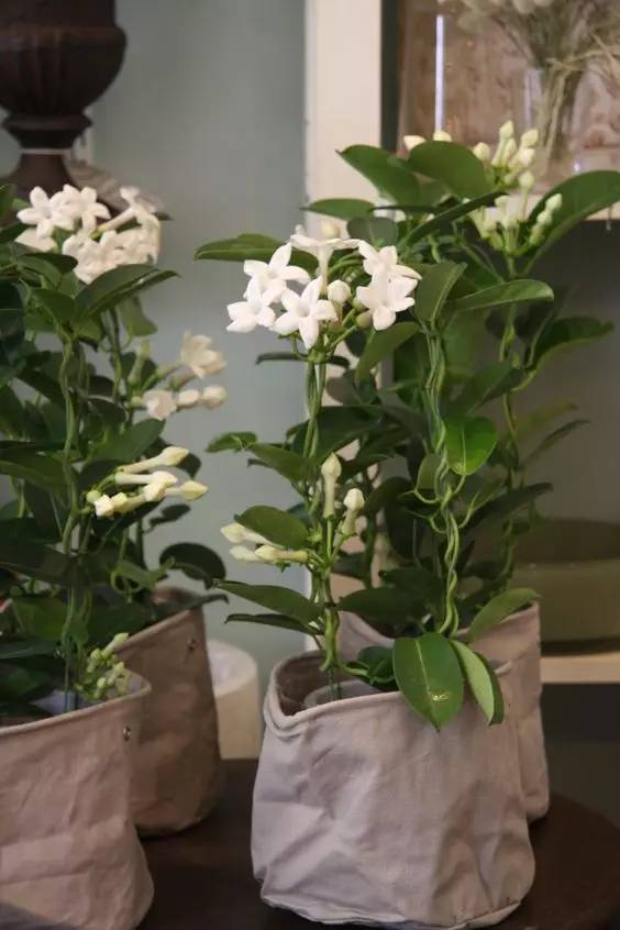 夏天家里養(yǎng)這些植物好看有驅(qū)蚊